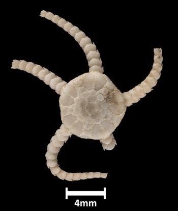 Media type: image;   Invertebrate Zoology OPH-593 Aspect: dorsal